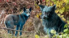 切尔诺贝利惊现“蓝狗” 辐射造成?专家曝真相