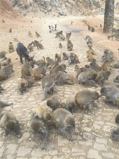 进击的猴群，无法无天，村民苦不堪言。（图撷自网路）