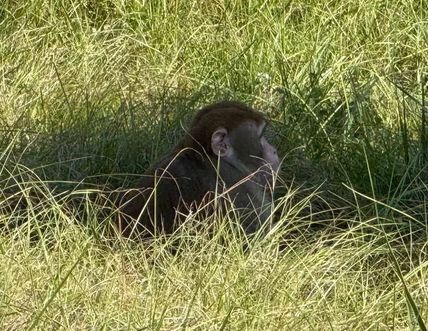 美国女子射杀逃跑实验猴:为保护孩子连开两枪