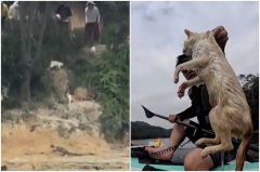 想行善却害命？中国水库「放生大量野猫」吓到跳水溺毙