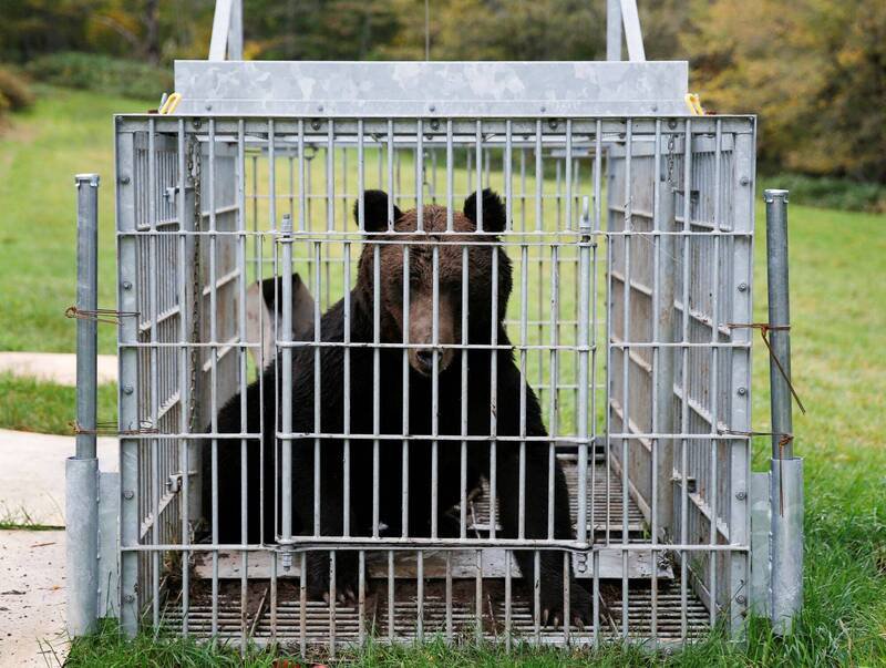 日本秋田县熊袭不断，防卫省最快从5日起将安排自卫队支援。图为日本先前捕获的熊只。（路透）