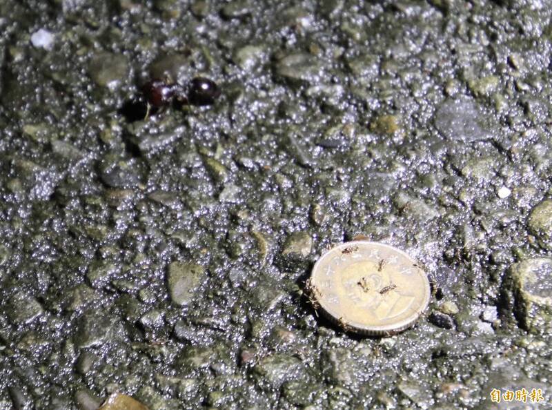 某饲育蚂蚁的相关社群，因网路语言礼节，竟衍生大人「冲康」小学童的官司。（记者黄美珠摄）