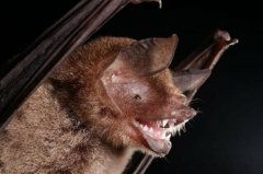 下个COVID-19?巴西蝙蝠体内发现「惊人相似」新型冠状病毒