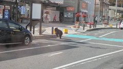 赴日注意!自驾遇熊出没怎么办？《NHK》应对教学︰千万别按喇叭