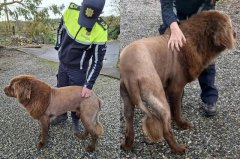 吓坏人!爱尔兰小镇「狮子出没」 真相曝光众人笑喷