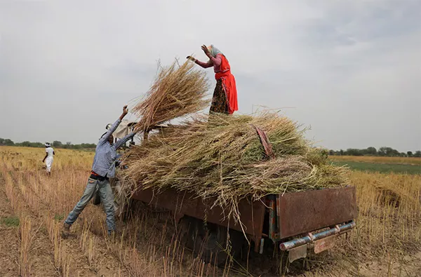 中国采购量破纪录，推动印度油菜籽种植面积创新高
