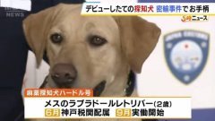 汪汪立大功! 日本新上任缉毒犬查获走私大麻