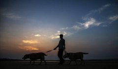 电梯内活活摔死狗却谎称「遭车撞死」印度狗保母行径引公愤