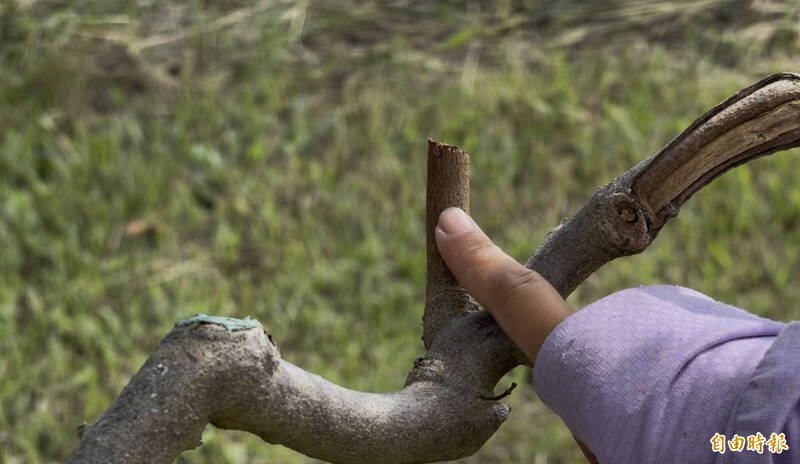 农民表示，窃贼为求快，通常乱剪、留下一截。（记者刘人玮摄）
