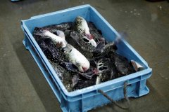 别乱吃！日本广岛3人食用河豚中毒送医