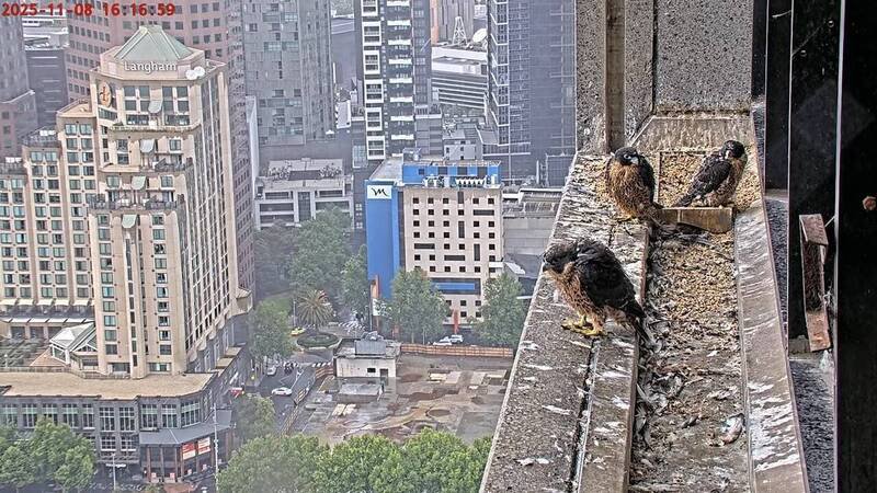 澳洲游隼直播频道截图。（取自https://www.youtube.com/@367collinsfalcons4/streams）