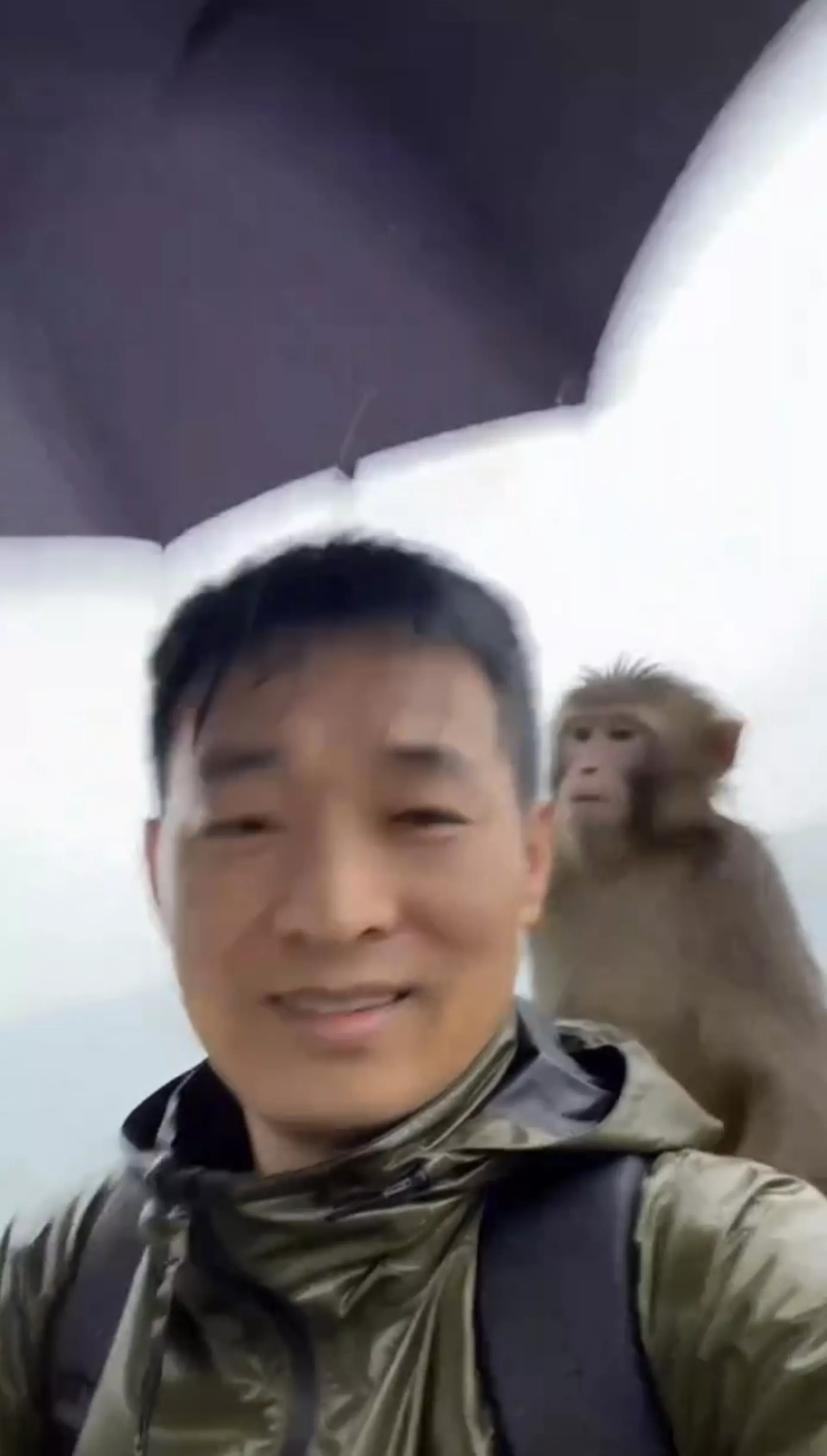 网传视频有行山男撑伞时，被1隻猴子抢去雨伞当降落伞。（视频截图）
