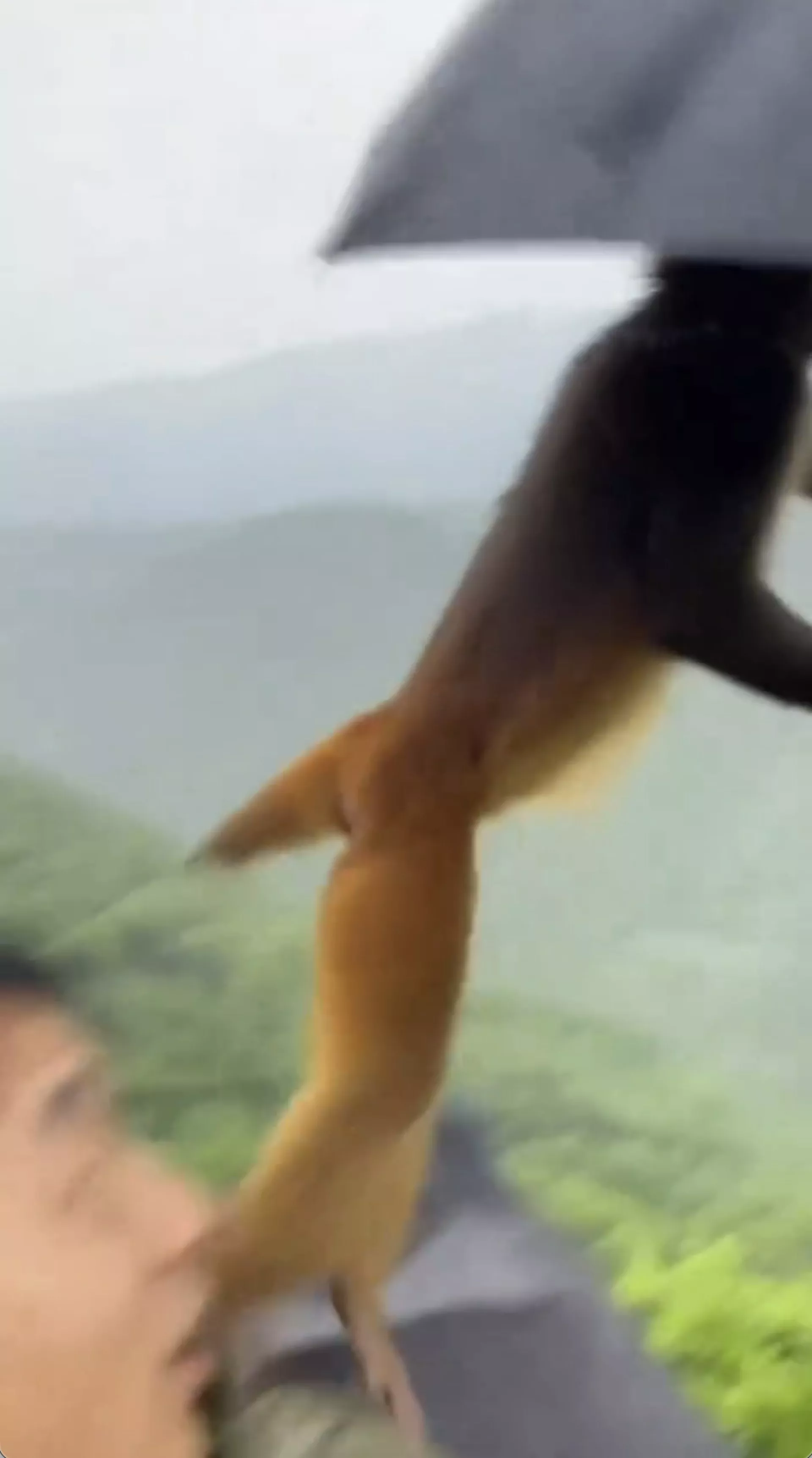 网传视频有行山男撑伞时，被1隻猴子抢去雨伞当降落伞。（视频截图）