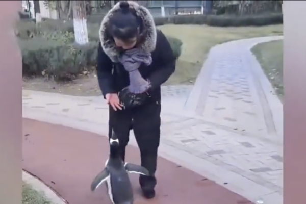 女子小区“遛企鹅” 冲上热搜