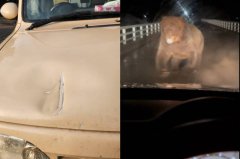 一掌拍凹车头!北海道巨大棕熊「追车猛打」 牧场员工逃命画面曝