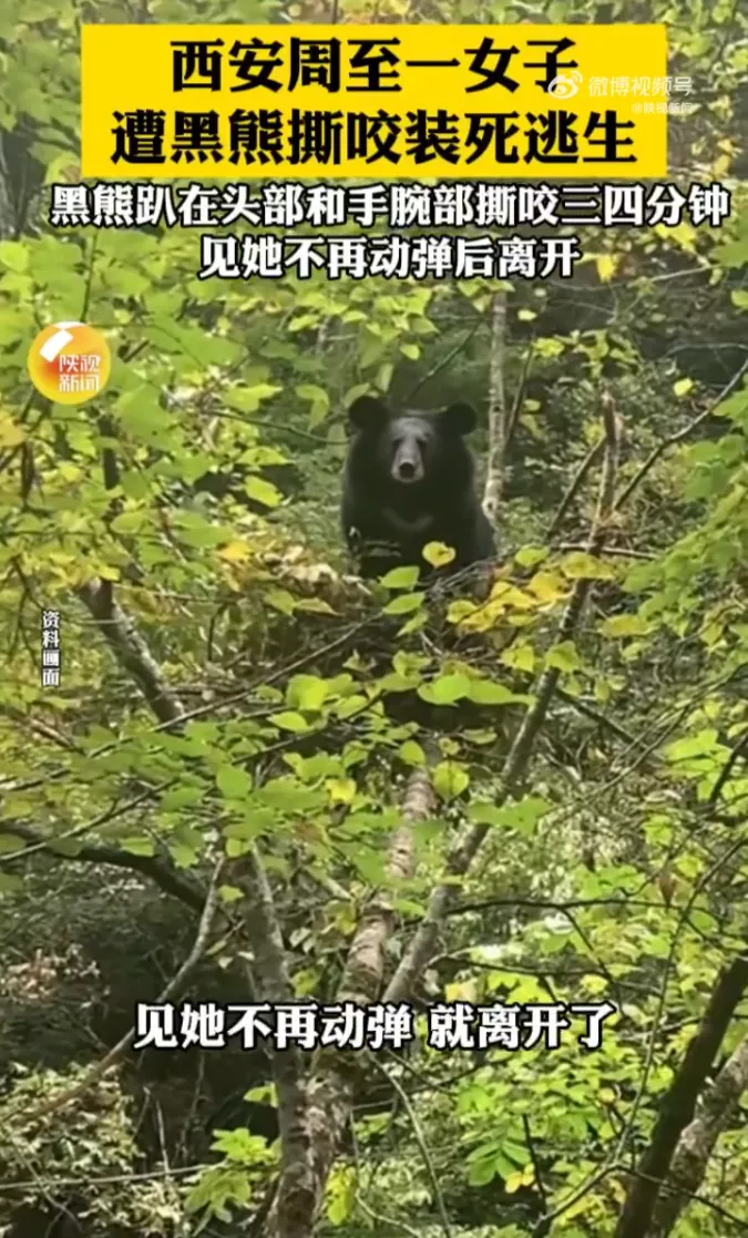 西安女遭黑熊撕咬装死逃生 黑熊撕咬三四分钟 见她不再动弹后离开