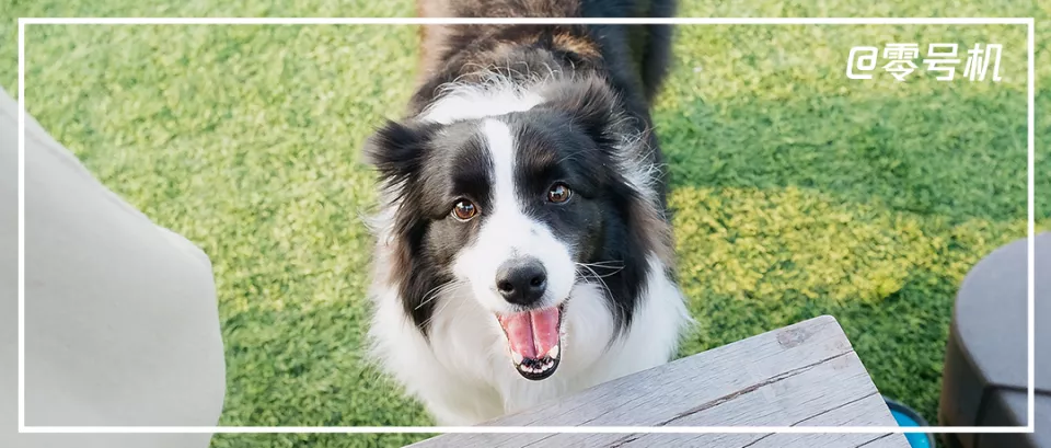 AI项圈,正靠解决现代人的养宠焦虑年入上亿