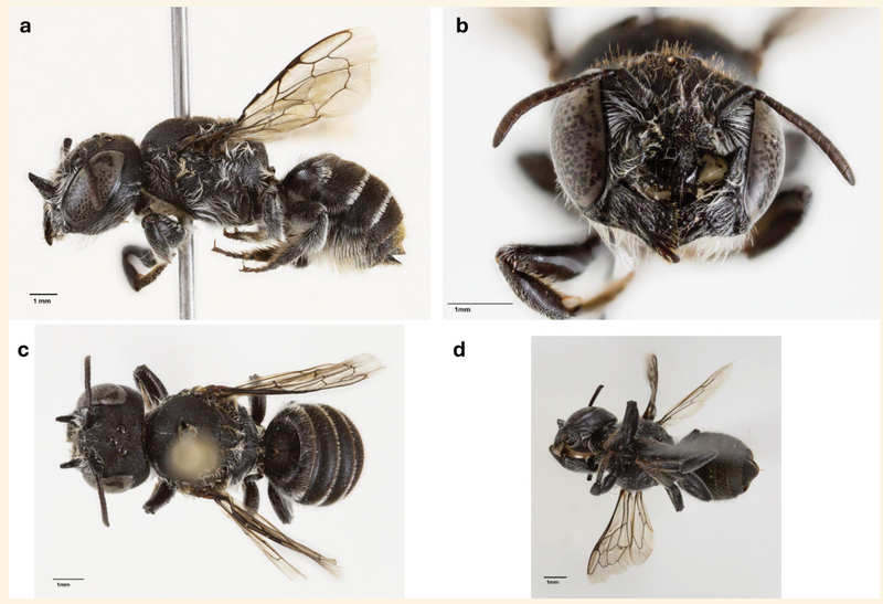 澳洲科学家发现一种拥有「恶魔角」的新蜜蜂品种，雌蜂的脸部具有明显角状突起。（图撷取自pensoft.net）