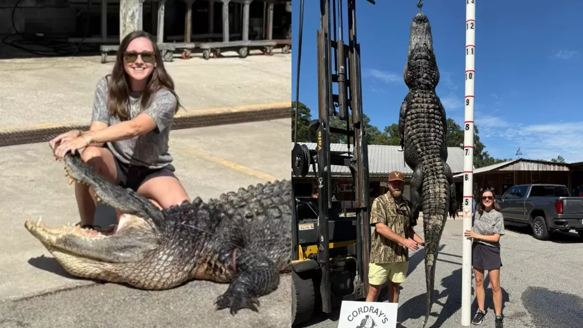 美国妈妈产假捕获3.6米长巨鳄 打算做香肠和零食…