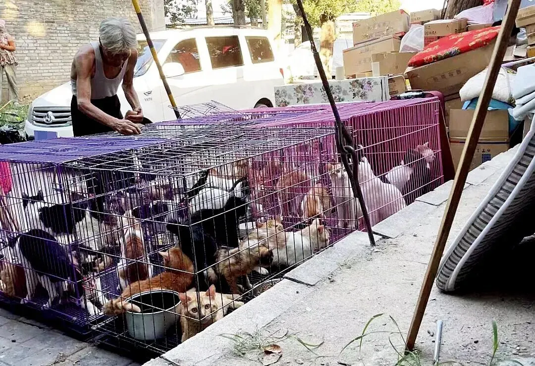 北京一名救助人拍摄到一位养殖户在笼子里养了40多只猫,后发现这批猫被用于抽血。图/受访者提供