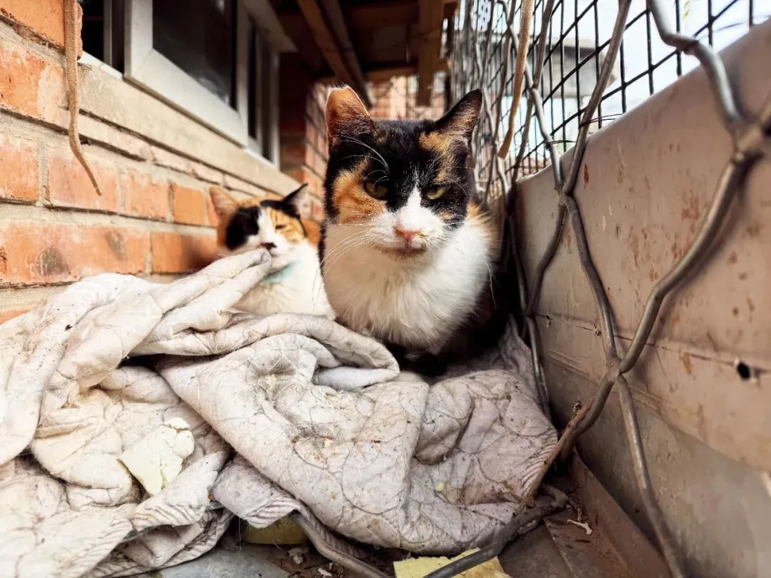 救助人照顾的血猫现状。在她看来,它们缺乏反抗和运动能力。摄影/本刊记者 王诗涵
