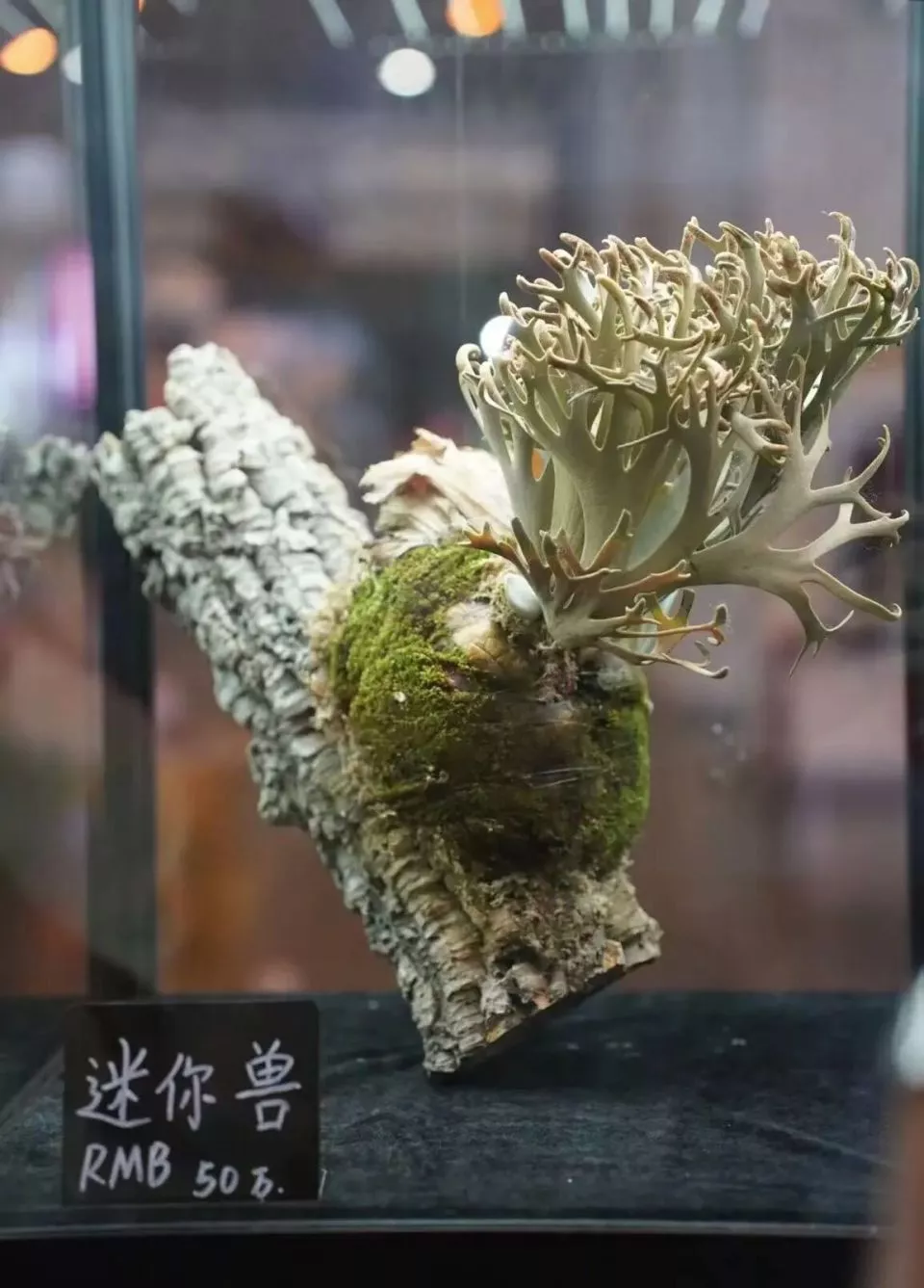 一株绿植100万,中产销金窟又出王炸