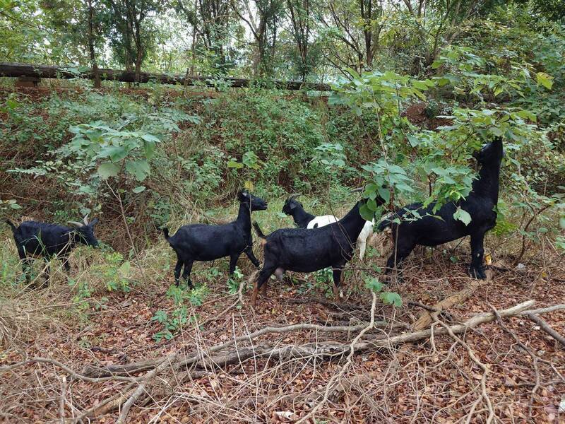 羊群在139线过马路到对向草丛中吃草。（图由民众提供）