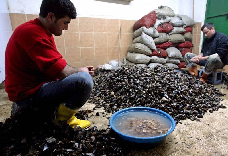 德国家庭4人在土耳其享用小吃后食物中毒，造成3死1重病。图为土国民众处理贻贝。（欧新社）