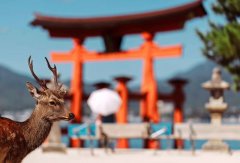 名产太便宜或携带不便?日本旅游趋势分析:老外爱去广岛却花得少