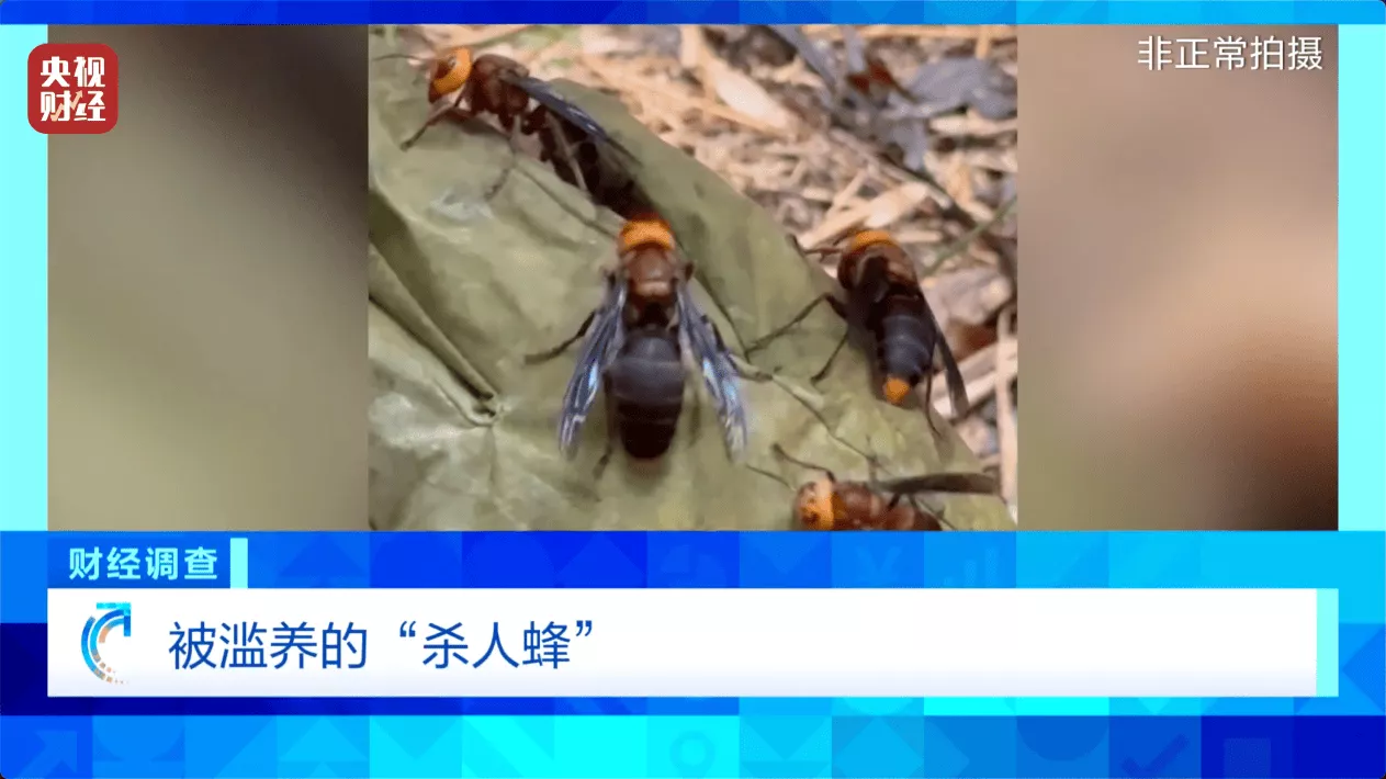 "杀人蜂"遭滥养：利润高达10倍