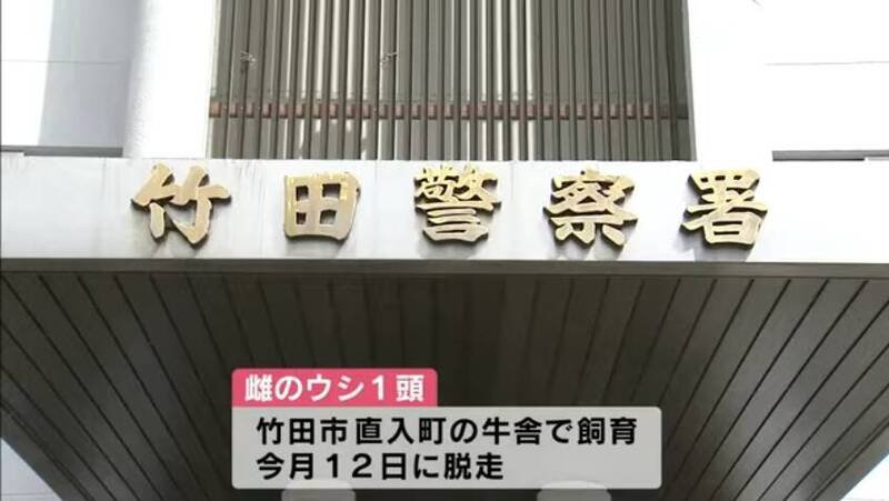 日本大分县竹田市一头怀孕的母黑毛和牛逃脱，至今仍未寻获。（图撷取自@tos4120社群平台「YouTube」）