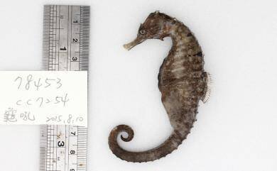 王姓水族商打算从中国购入「三花斑马」，友人当「第三方支付」竟拐走200万元。（翻摄台湾渔类资料库官网）