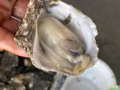 广岛牡蛎整排张壳暴毙!死亡率飙9成 背后真相曝光