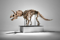 全球首具「最完整幼年三角龙化石」 富艺斯1.6亿落槌