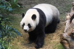 中日关系若持续恶化 中国学者称:日本2026后恐将不再有熊猫