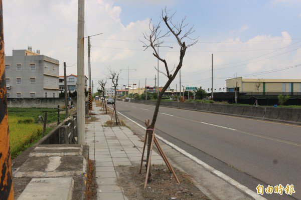 还有部分区域的行道树疑似已经枯死。（记者詹士弘摄）