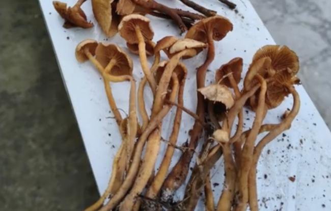 形似金针菇！贵州村民误食毒菇 3人身亡