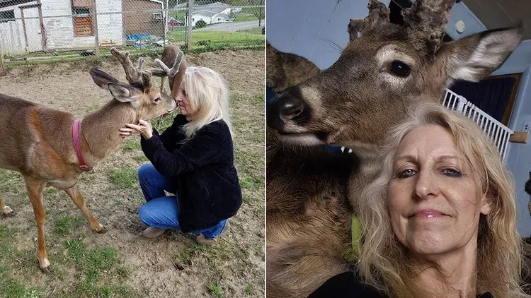 救助野鹿10余年 64岁的她在自家被鹿杀死