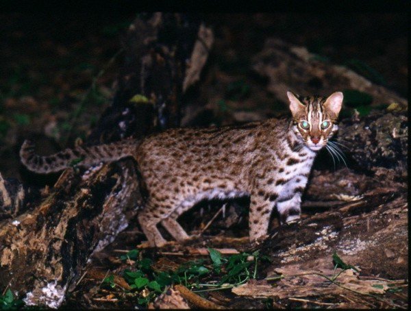 石虎全台剩不到千只。（特生中心提供）