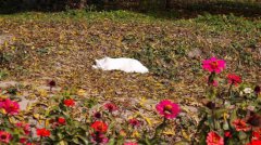 在中国,旅游业就是个“夜壶”