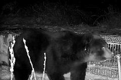 抓到了!北海道苫前町捕获380公斤巨大棕熊