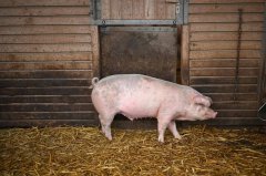 南韩再现非洲猪瘟! 当局发家畜禁运令、人车禁入畜牧设施48小时