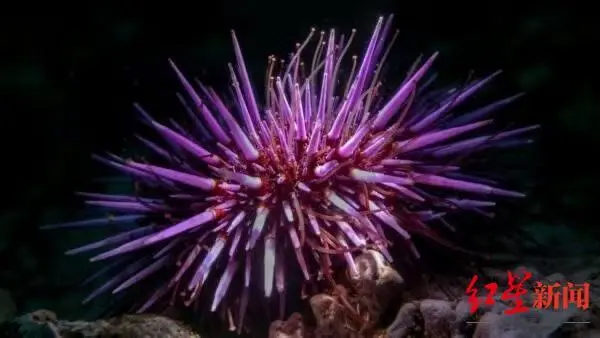 最新研究：海胆没有传统意义上的大脑 却全身是脑
