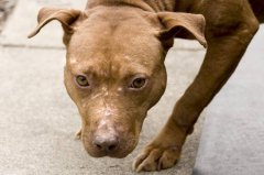 只差半年毕业 美国女大生遭3只比特犬围攻致死 母亲闻噩耗崩溃