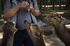 中客减少奈良鹿会饿死? 他神反问「这句话」7千人笑翻