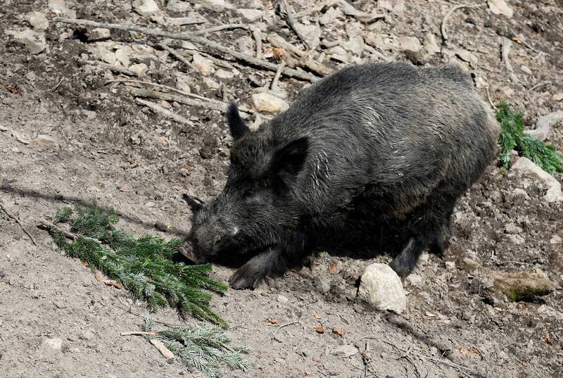南韩釜山一头重达120斤野猪出现公寓内，造成2人受伤。（示意照）。（路透）