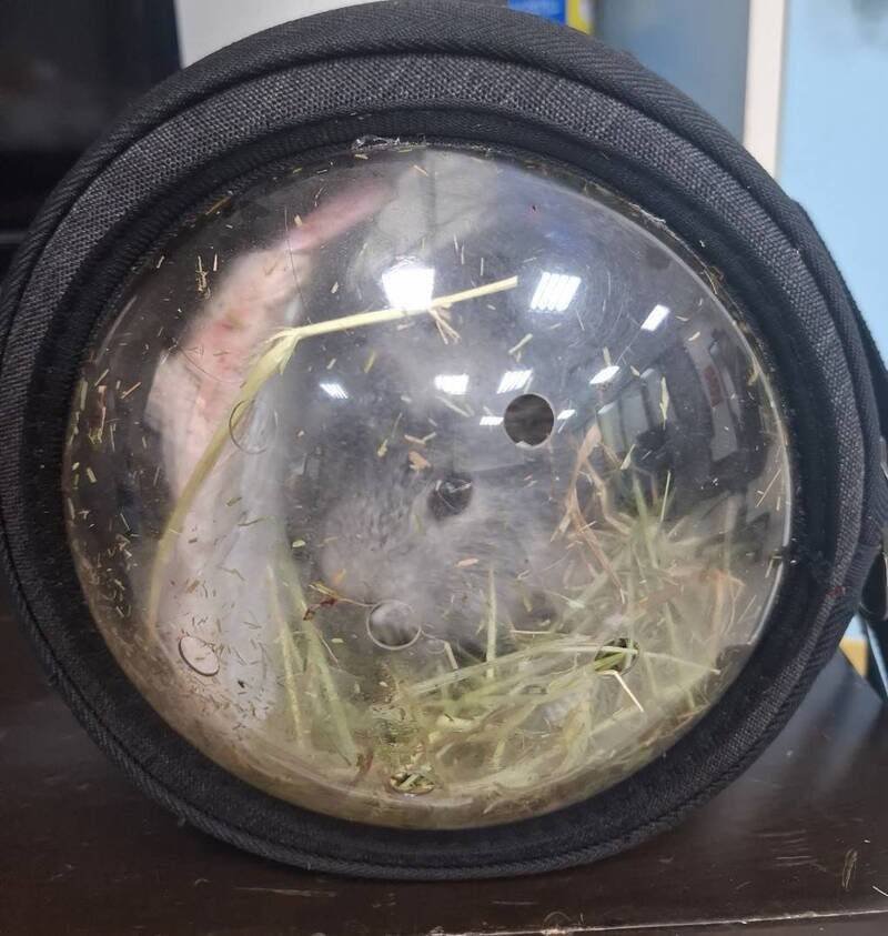 朱男以归还宠物鼠为由，诱骗詹女碰面求复合未果衍生命案。（资料照）