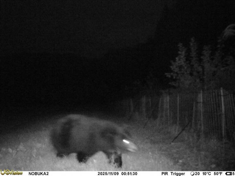 美国加州洛杉矶郊区63岁男子竟发现一头黑熊长期住在自家中。示意照。（路透）