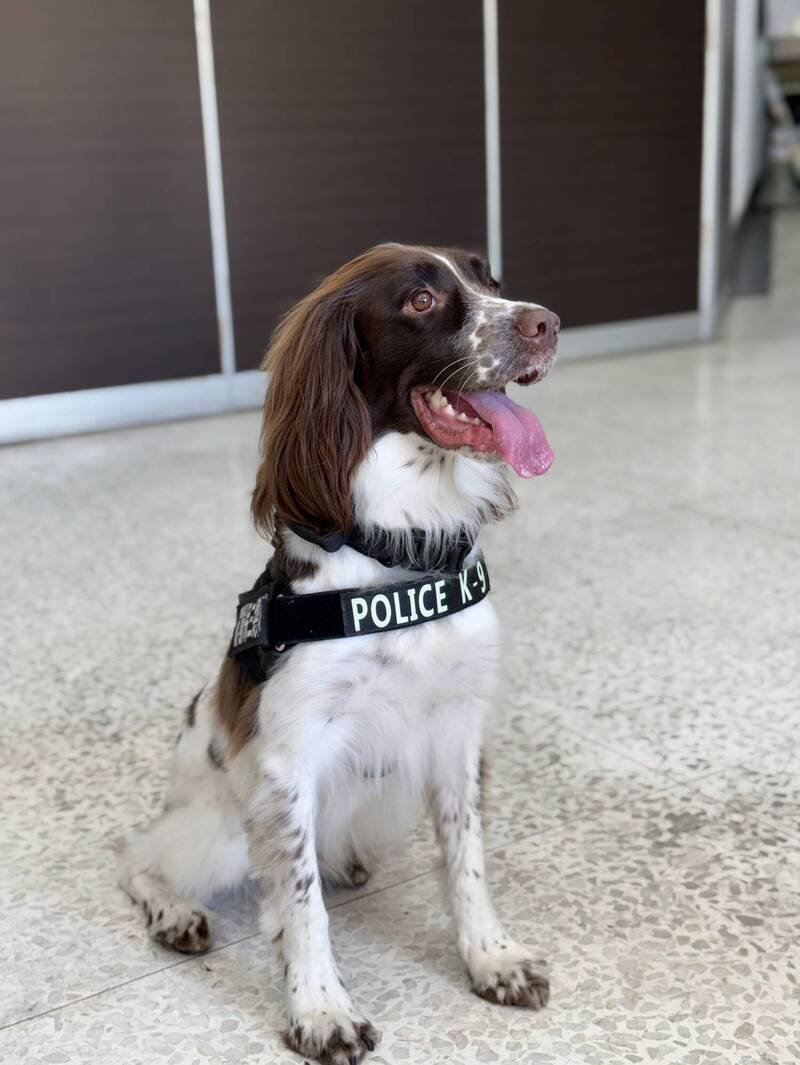 保三4岁半缉毒犬「可乐」助警破获毒品案。（记者黄良杰摄）