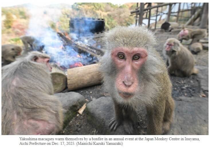 日本猴子中心每年年底都会为屋久岛猕猴升营火烤地瓜，是当地延续60年的传统。（撷取自《每日新闻》网站）